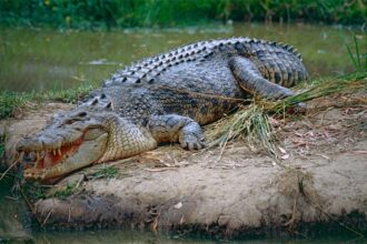 crocodilo-de-água-salgada