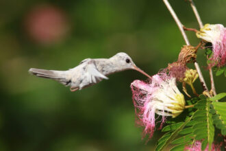 beija flor raro de plumagem branca
