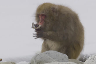 macaco-da-neve-pescando