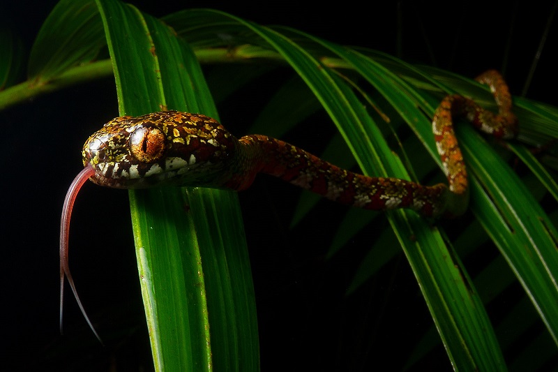 cobras sugadoras caramujos conexao planeta