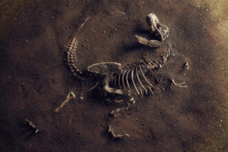 fossil dinossauro