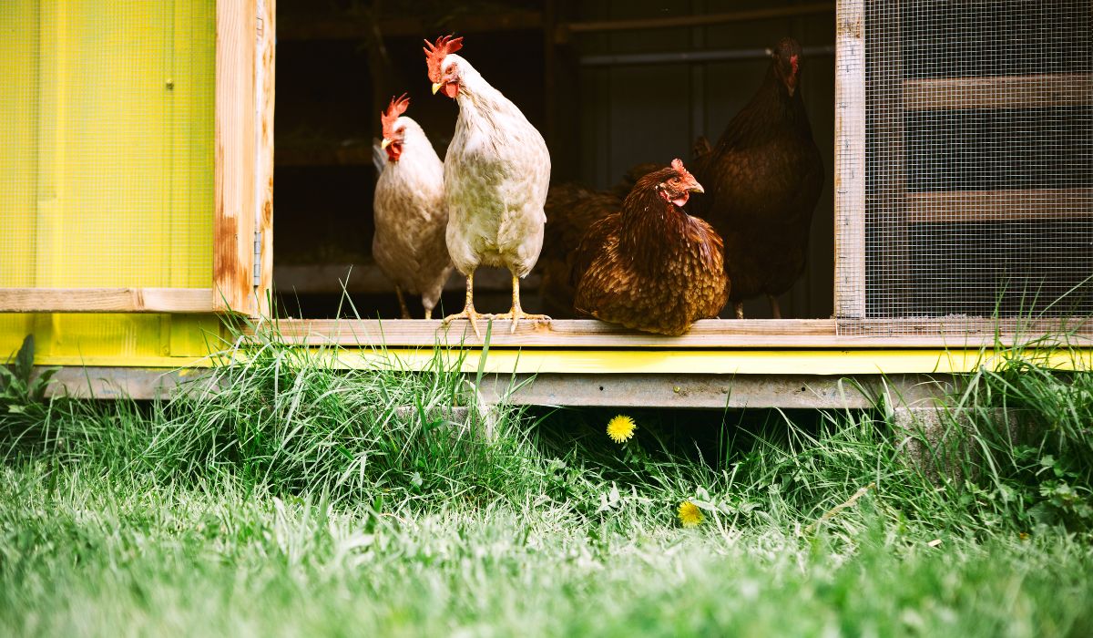 Como começar a criar galinhas em seu próprio quintal