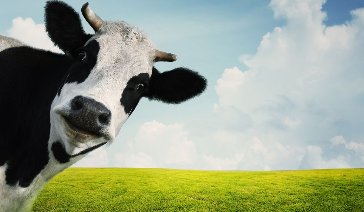 Nova Zelândia estabelece o primeiro imposto mundial de carbono sobre o peido do gado. Reprodução: canva