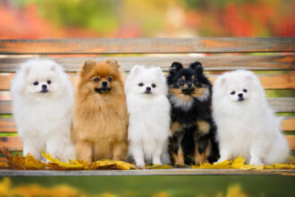 racas de cachorros pequenos lulu da pomerania