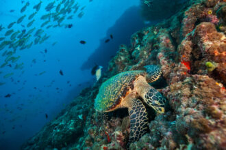 Tartaruga-de-pente das Maldivas explorando o recife de coral