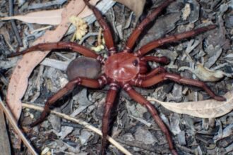 Nova espécie de aranha enorme é descoberta na Austrália