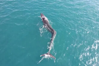 baleia comum com deformacao na espinha
