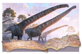 dinossauro com maior pescoco