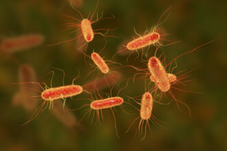 escherichia coli orig 1