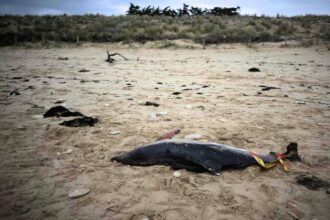 França se move para proibir a pesca de golfinhos