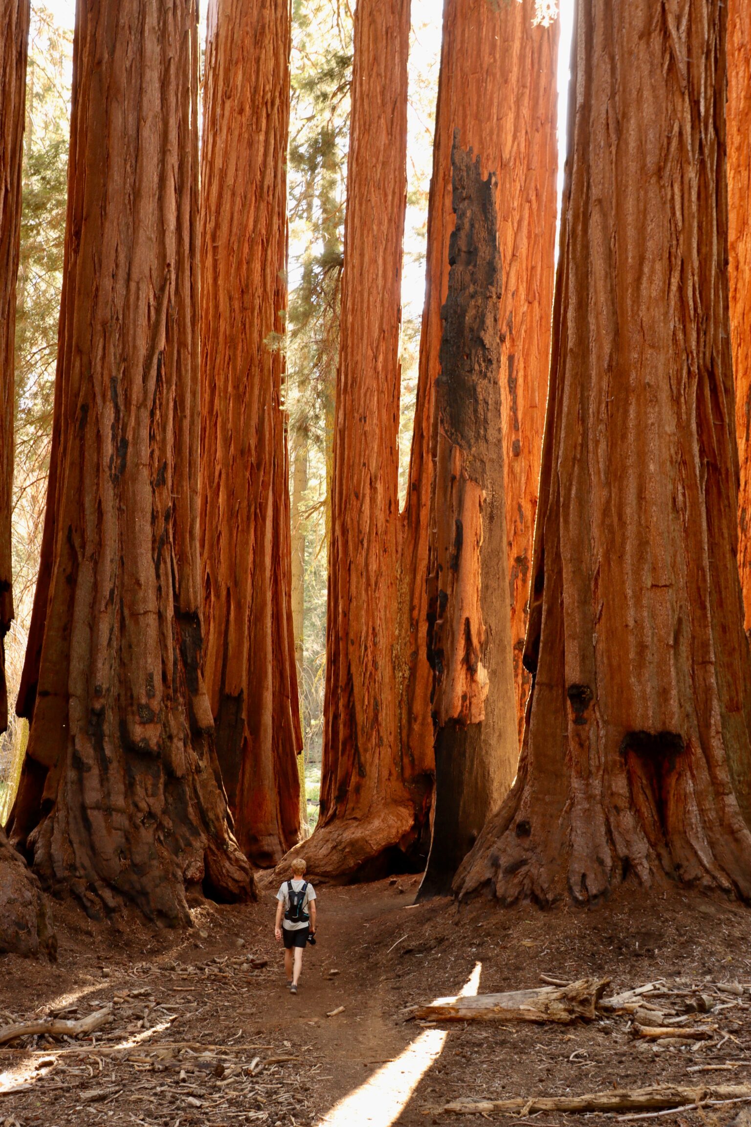 Mariposa grove of giant sequoia trees – Artofit