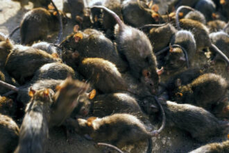 cidades com as maiores infestações de ratos no mundo