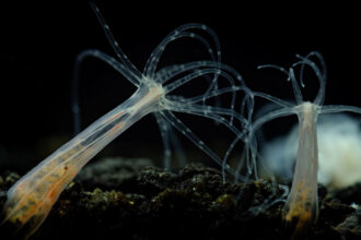 Nemostella vectensis anemona do mar estrela