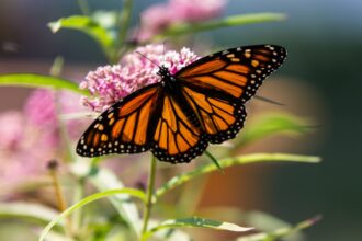 Se não agirmos agora, as borboletas-monarca serão extintas
