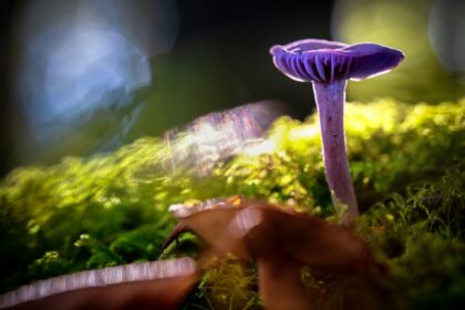 13 cogumelos bonitos e bizarros