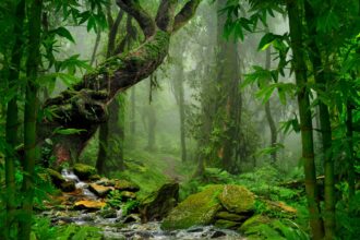 As florestas tropicais não são as únicas florestas ameaçadas