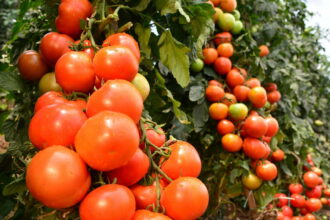 tomate hibrido
