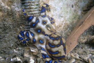 Blue ringed octopus Hapalochlaena maculosa 8593173385