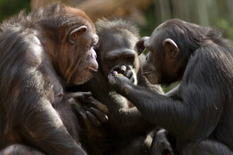 linguagem-primitiva-chimpanzés