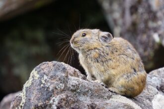 pika gbe38d0cec 1280