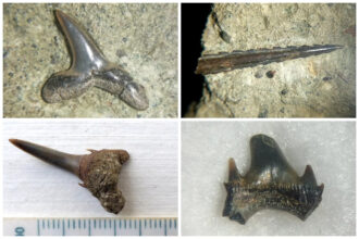 Tubarões-e-raias-pré-históricos-revelam-segredos-do-antigo-ecossistema-marinho