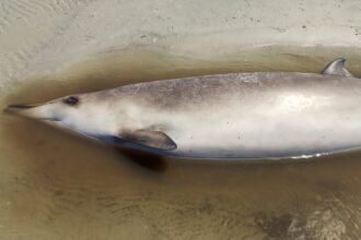baleia bicuda rara encontrada morta em praia
