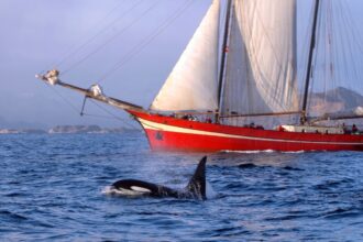 baleias assassinas