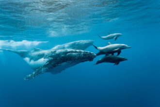 Baleias e golfinhos