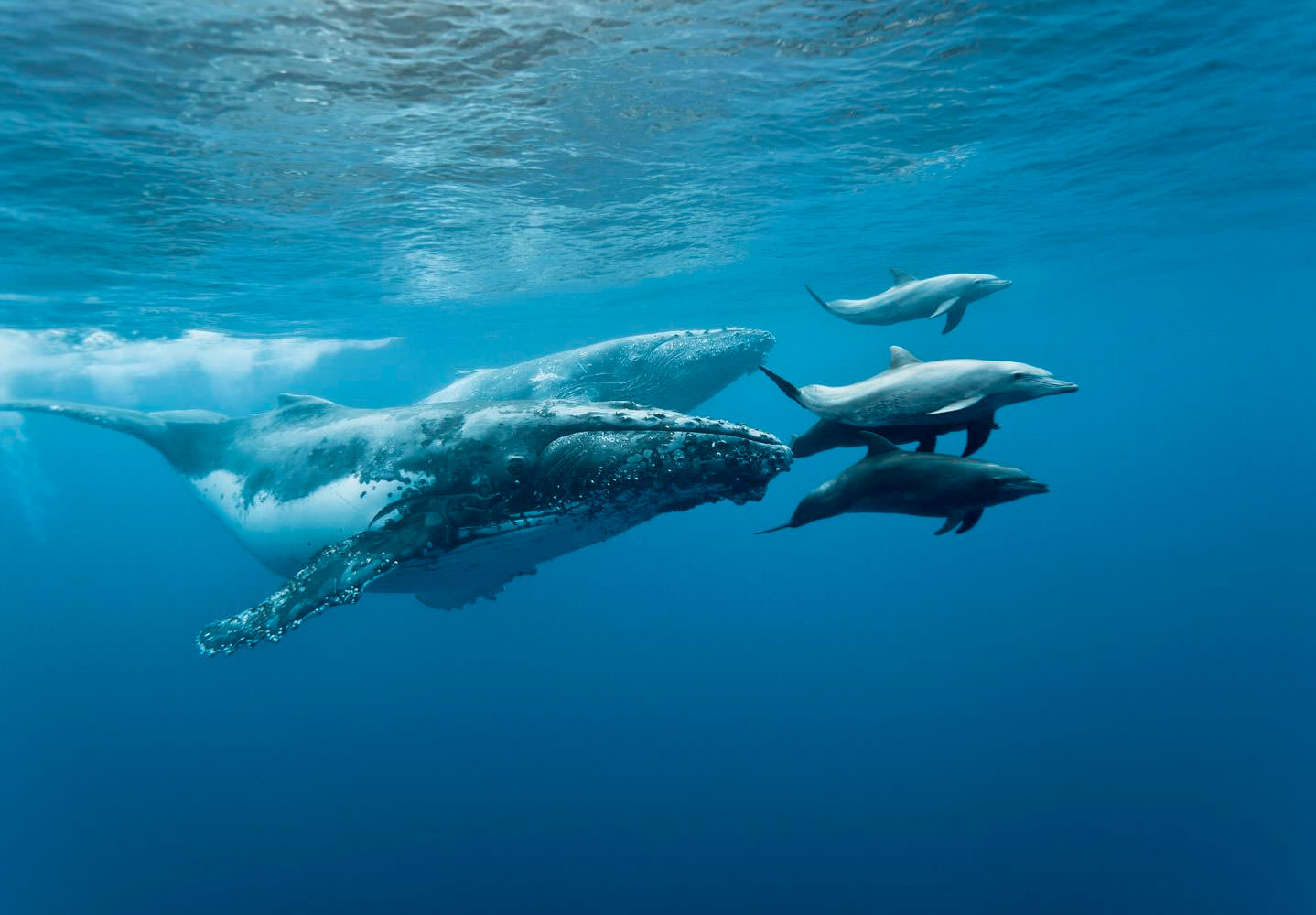 whales and dolphins