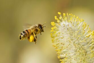 Como deixar a casa livre de abelhas sem matá-las?