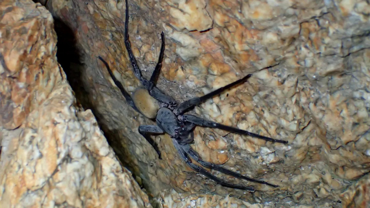 Encuentran arañas gigantes escondidas en minas abandonadas en México