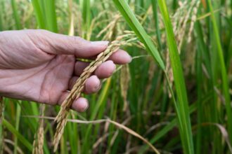 arroz CRISPR