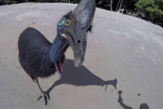 casuar persegue garota na praia