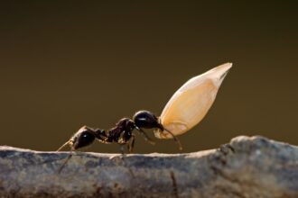 Formigas superam todas as aves e mamíferos selvagens juntos