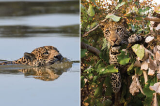 leopardo ou onca pintada entenda a diferenca