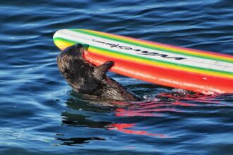 lontra rouba pranchas de surf