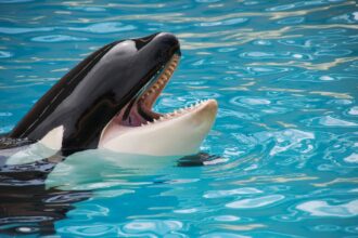 comportamentos surpreendentes das orcas