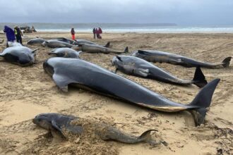 mais de 50 baleias pilotos morrem encalhadas na escócia