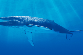baleias estao consumindo quantidade chocante de microplasticos