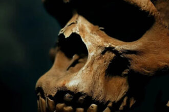 cranio descoberto pode ser nova especie humana