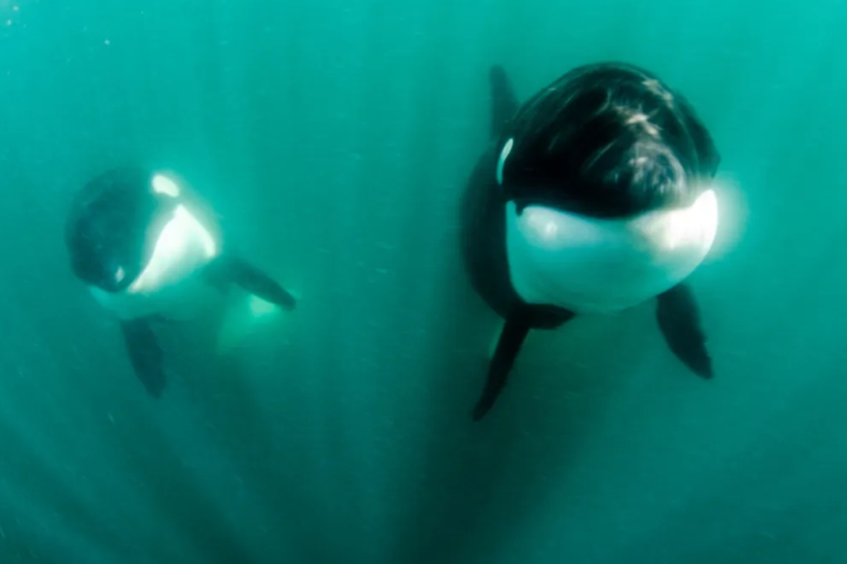 Em V Deo Assombroso Maior Tubar O Do Mundo Tem F Gado Sugado Por Orcas