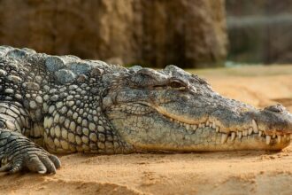 Crocodilos são atraídos pelo choro de bebês primatas