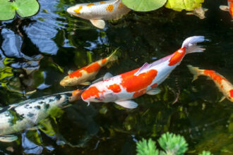 Carpa koi