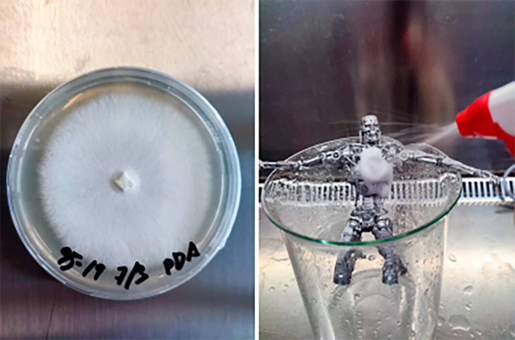 Os pesquisadores revestiram os pequeno protótipo com ágar e depois o cobriram com o fungo. Imagem: Antoni Gandia