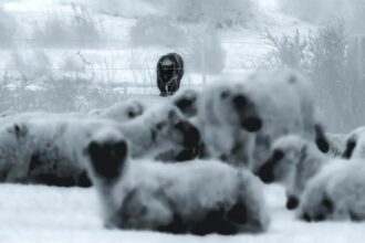 cães de guarda protegendo ovelhas de puma