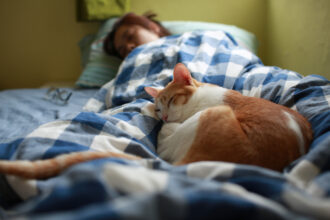 riscos de dormir com o gato