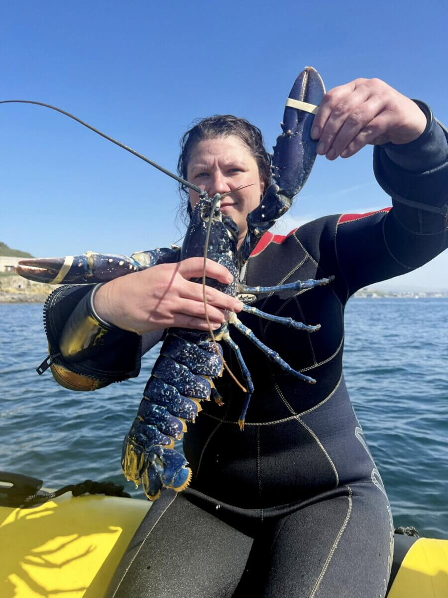 Fisherwoman holds in her hands a rare blue lobster found in the United Kingdom.