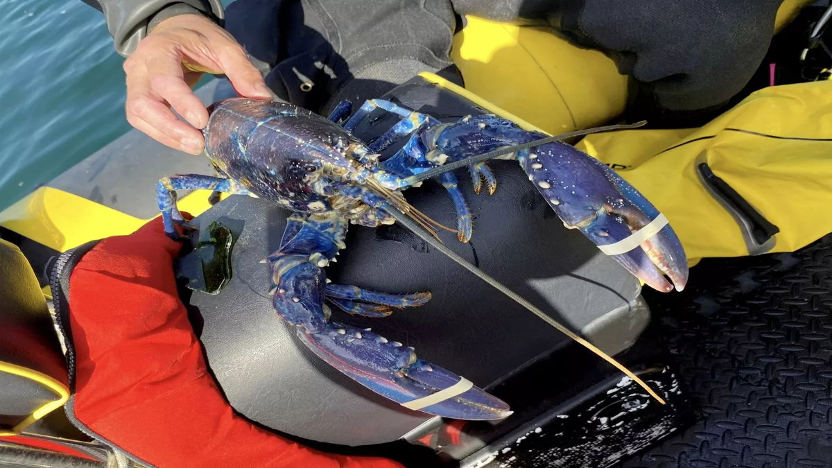 A rare blue lobster appears in the net of a British fisherman