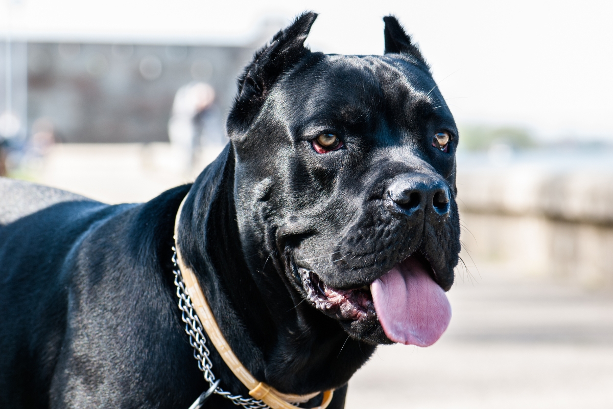 Os 10 melhores cães de guarda