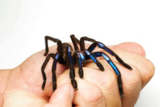 nova especie de tarantula azul eletrica